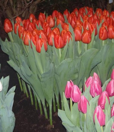 Bourbon Street - Крупный тюльпан алого цвета. Высота 45-60 см